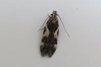 Teleiodes luculella