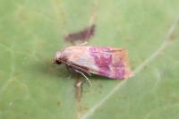 Diceratura ostrinana