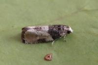 Gibberifera simplana