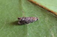 Grapholita janthinana