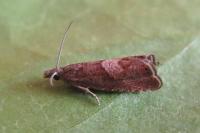 Dichrorampha acuminatana