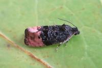 Metendothenia atropunctana