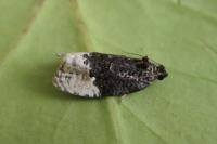 Apotomis betuletana