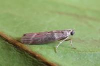Cryptoblabes bistriga