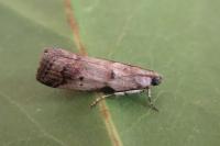Acrobasis fallouella/glaucella