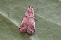 Acrobasis fallouella/glaucella