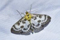 Anania hortulata