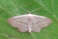 Scopula nigropunctata