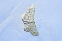 Idaea moniliata