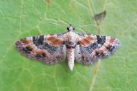 Eupithecia linariata
