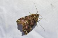 Callopistria juventina