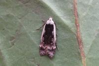Anacampsis blattariella/populella