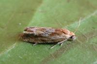 Eucosma
