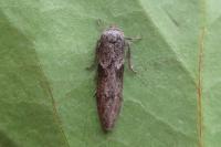 Blastobasis phycidella