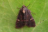 Mesapamea secalella/secalis