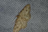 Ectropis crepuscularia