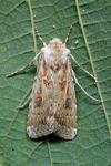 Agrotis ripae