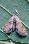 Cataclysta lemnata
