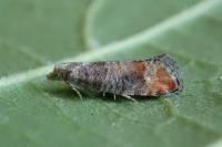 Clavigesta purdeyi
