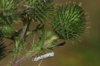 Myelois circumvoluta