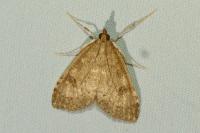Udea prunalis