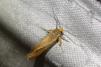 Crassa unitella