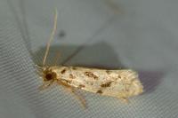 Nemapogon inconditellus