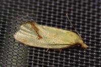 Agapeta hamana