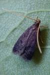Eurodachtha siculella