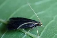 Eurodachtha siculella