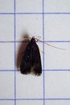 Eurodachtha siculella