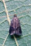Eurodachtha siculella
