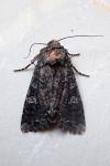 Mamestra brassicae