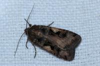Xestia c-nigrum