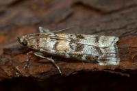 Dioryctria sylvestrella