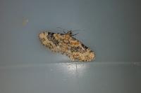 Eupithecia pulchellata