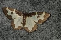 Lomaspilis marginata