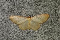 Idaea humiliata