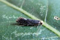 Monopis laevigella/weaverella