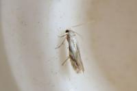 Bucculatrix bechsteinella