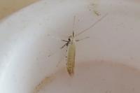 Aspilapteryx tringipennella