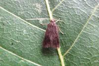 Eurodachtha siculella