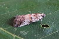 Acrobasis fallouella
