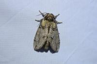 Drymonia velitaris