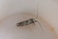 Paraswammerdamia albicapitella