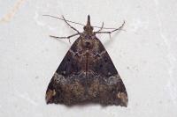 Hypena obsitalis