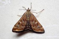 Loxostege sticticalis