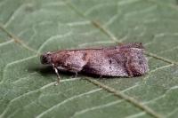 Acrobasis fallouella