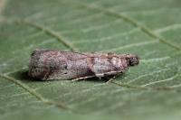 Acrobasis fallouella