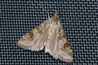 Nomophila noctuella